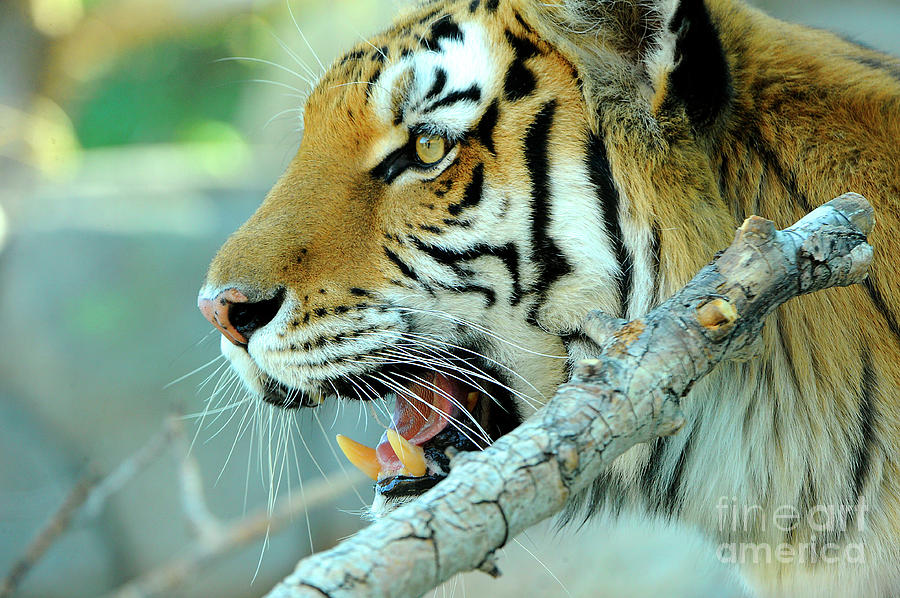 Siberian Tiger #1 Photograph by Dennis Hammer