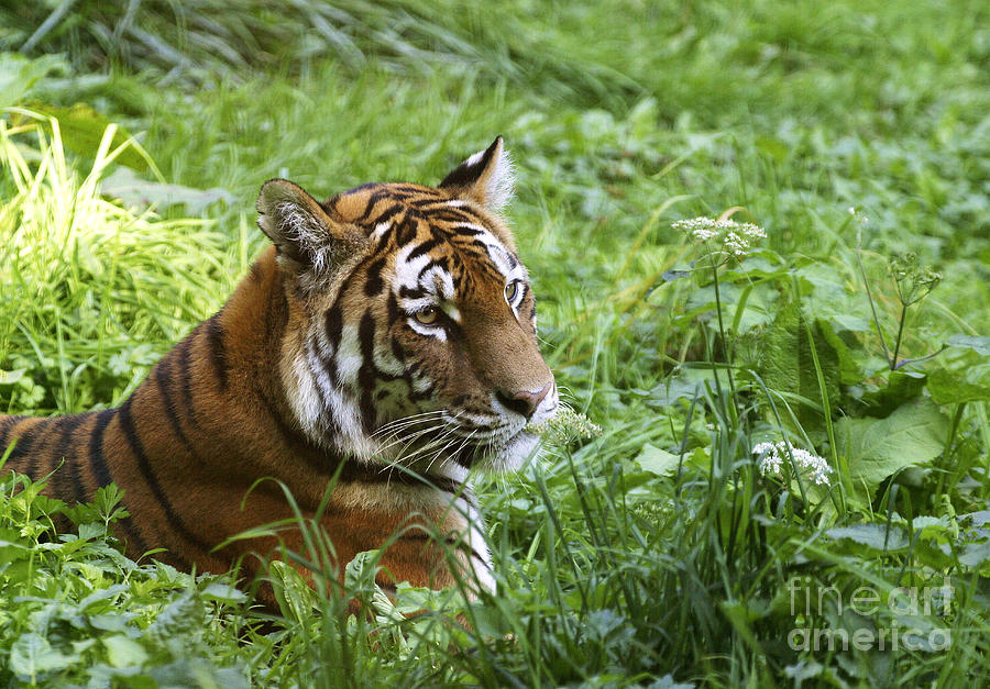 Siberian Tiger #1 Photograph by Gerard Lacz