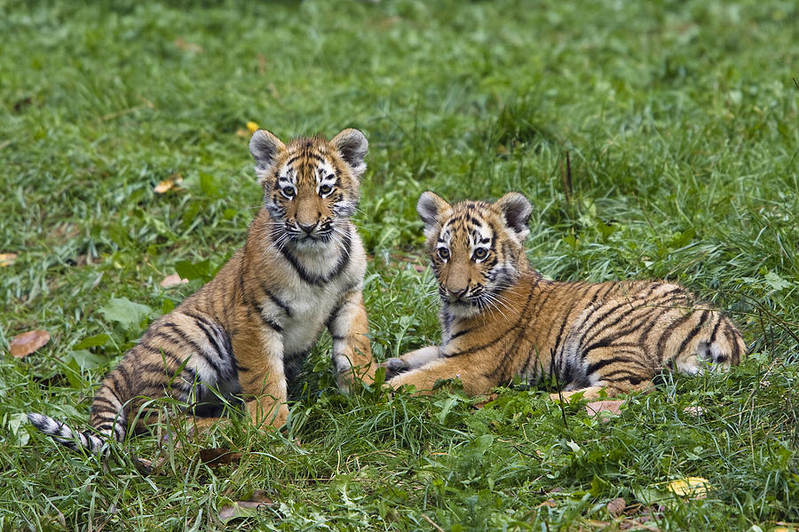 Cat Photograph - Siberian Tiger Panthera Tigris Altaica #1 by Konrad Wothe