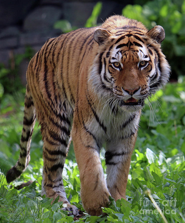 Siberian Tiger Photograph by Steve Gass - Fine Art America