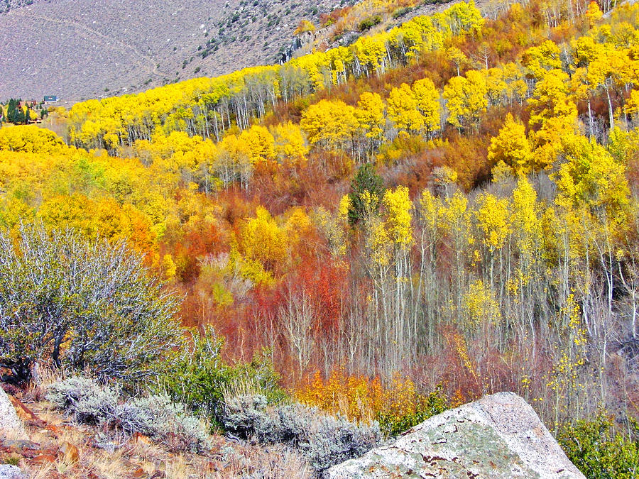 Sierra Seasons #1 Photograph by Marilyn Diaz