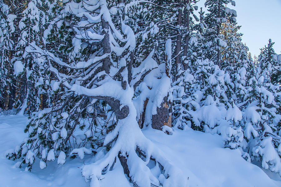 Sierra Snow #2 Photograph by Marc Crumpler