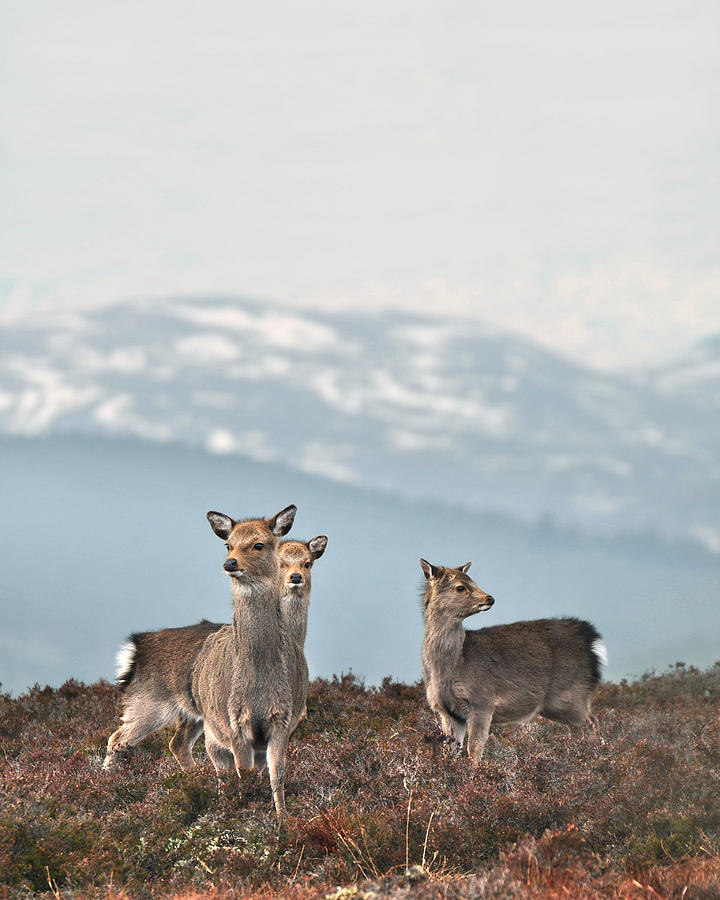 Sika Deer #1 Photograph by Gavin Macrae