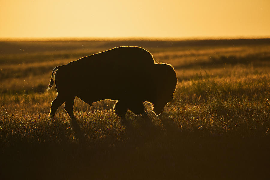 Silhouette Of A Bison At Sunset #1 Photograph by Robert Postma