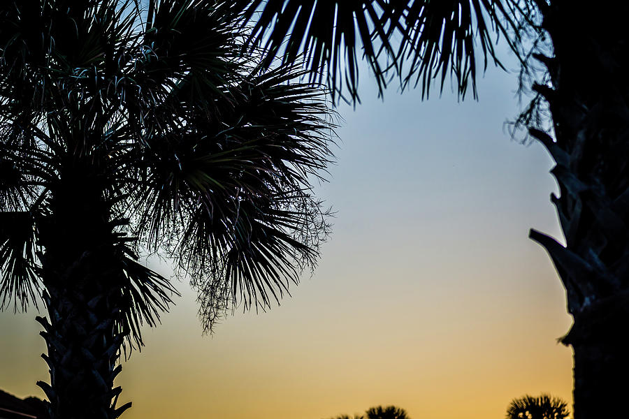 Silhouette Of Coconut Palm Trees On Colorful Sun Set #1 Photograph by Alex Grichenko