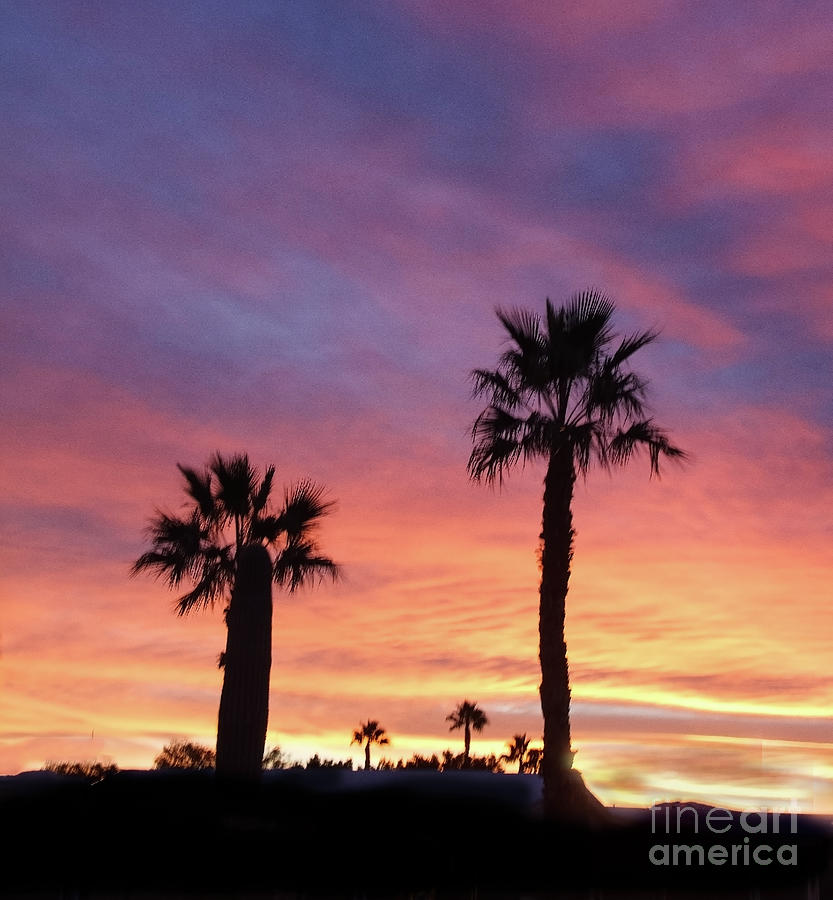 Silhouetted Palm Trees #1 Photograph by Robert Bales