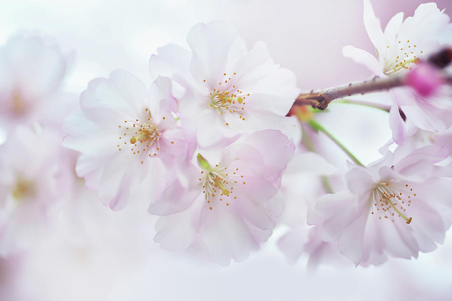 Silky Petals. Spring Pastels #2 Photograph by Jenny Rainbow