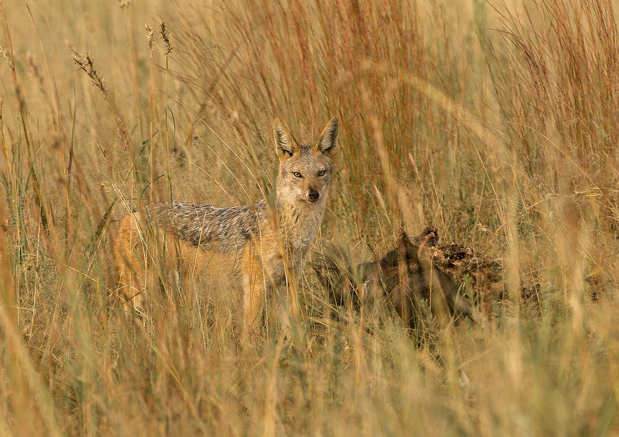 Silver backed jackal #1 Photograph by Patrick Kain