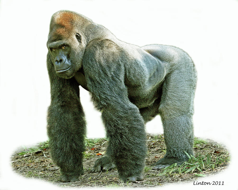 Silverback Photograph by Larry Linton