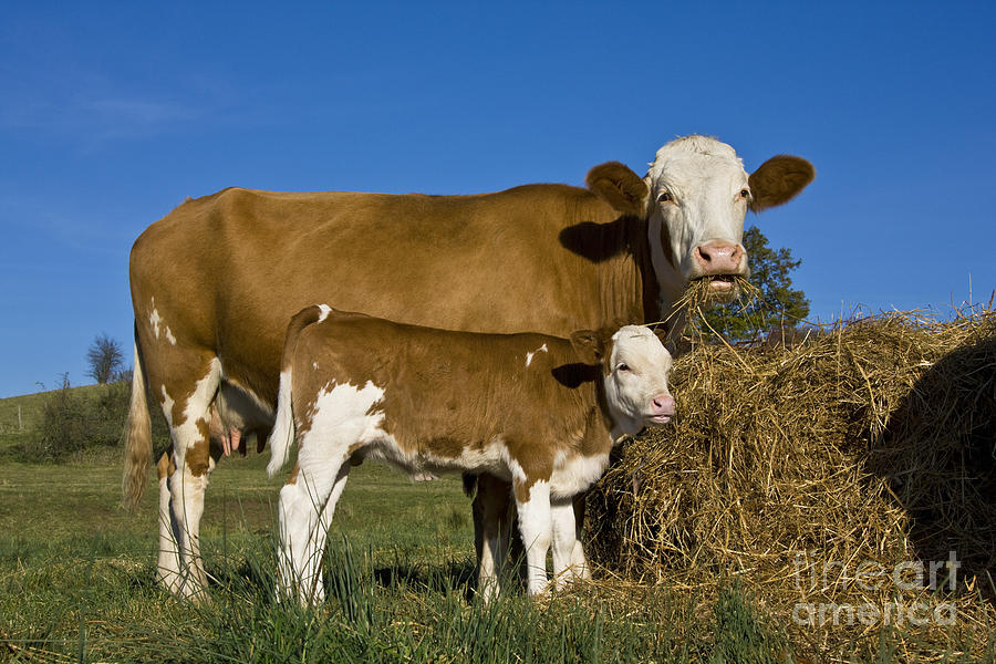 Cow Photograph - Simmental Cow And Calf #1 by Jean-Louis Klein & Marie-Luce Hubert