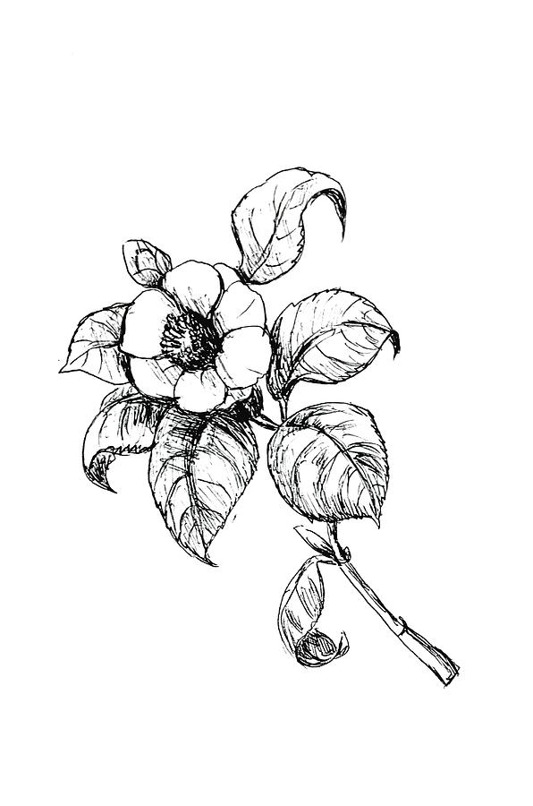 Single Flower Drawing