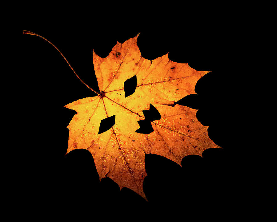 Single Halloween Maple Leaf #1 Photograph by Susan Bandy