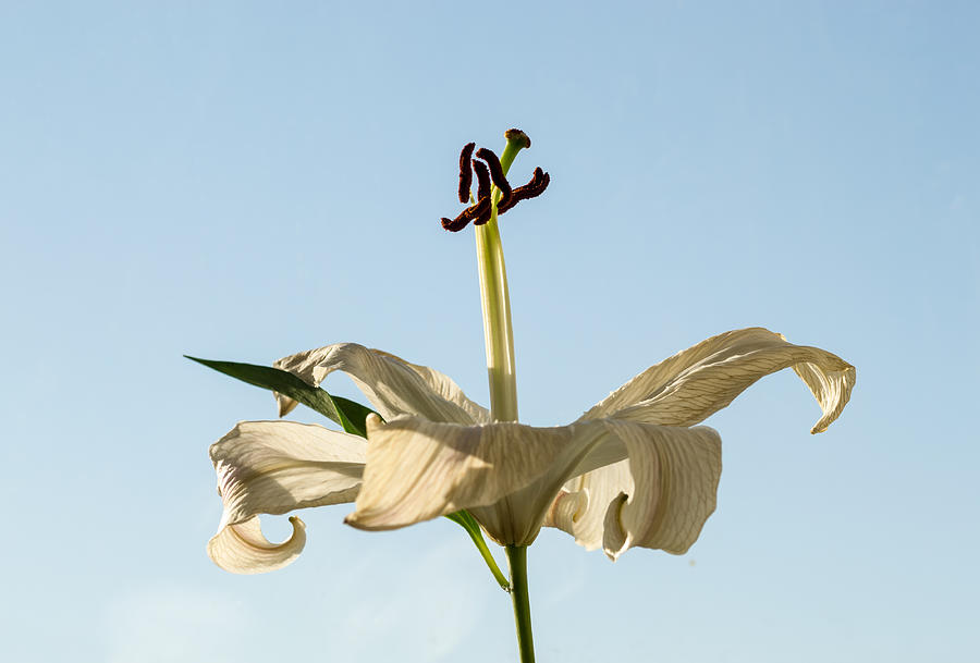 Single Lilly Flower in Colour Photograph by John Williams