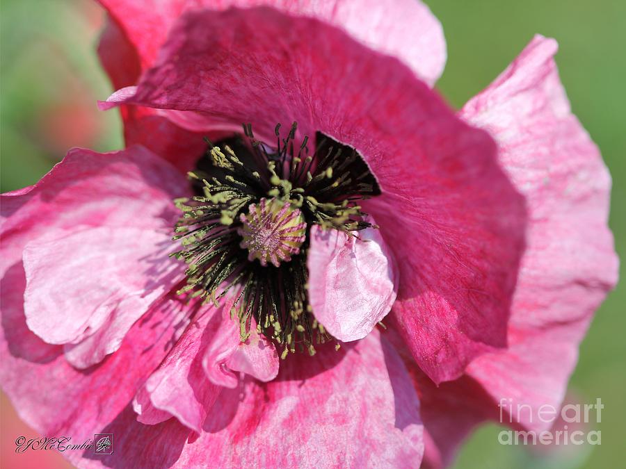 Single Merlot Rose Wine Poppy from the Angels Choir Mix #5 Photograph by J McCombie