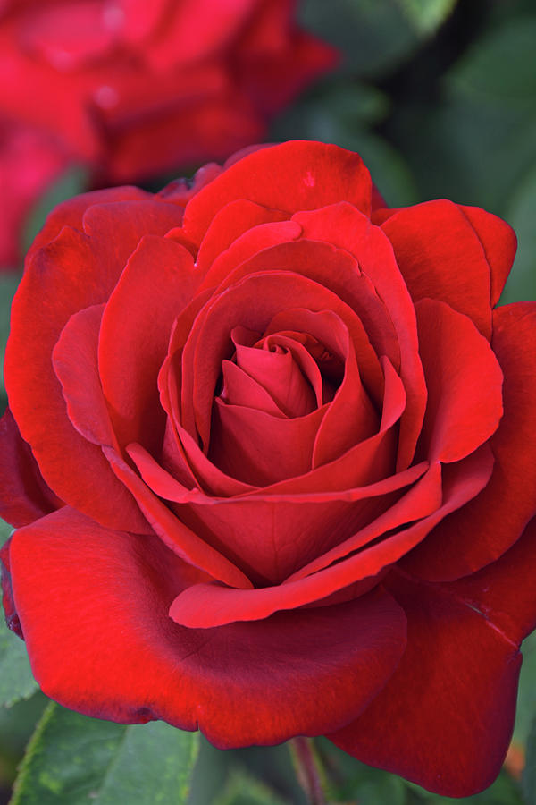 pelleten udstrømning aborre Single red rose Photograph by Ingrid Perlstrom - Fine Art America