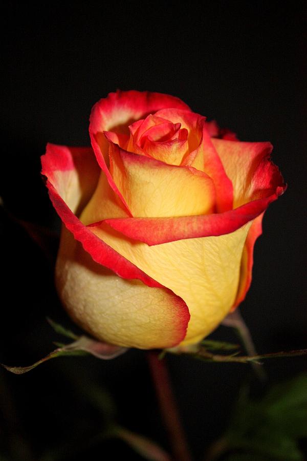 Rose Photograph - Single Rose #1 by Cathie Tyler