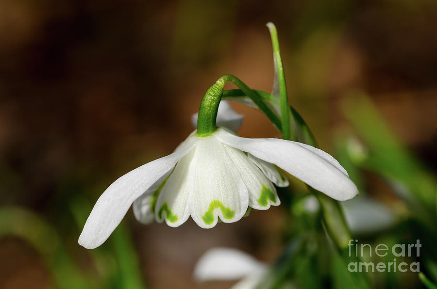 Nature Photograph - Single snowdrop #1 by Steev Stamford