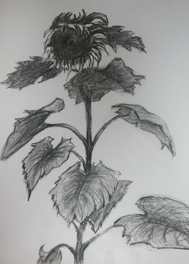 Single Sunflower  #1 Drawing by Hae Kim