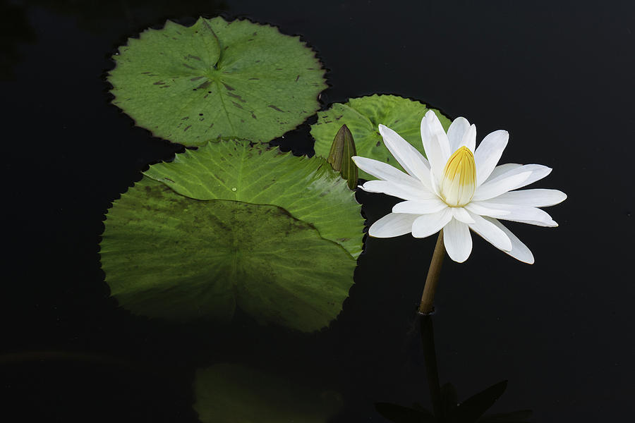 Single White Water Lily #2 Photograph by Dennis Kowalewski