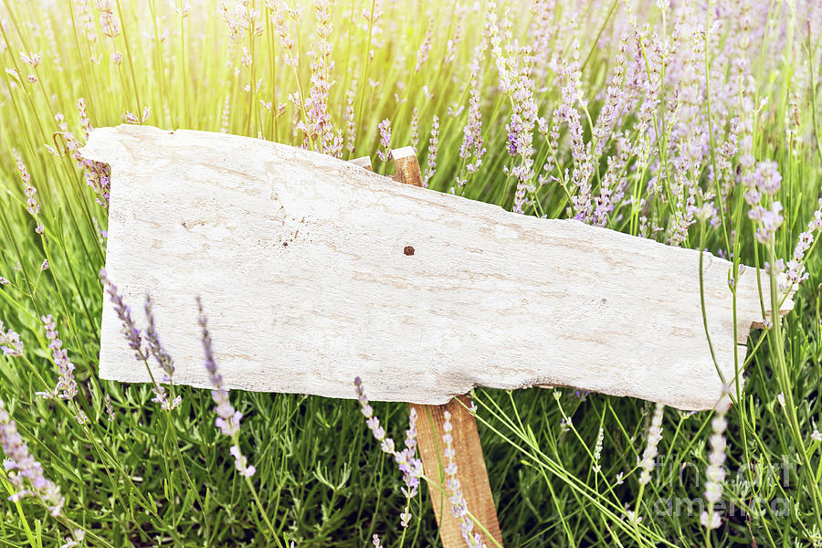 Vintage Photograph - Singpost in grass and lavender field. Rustic board #1 by Michal Bednarek