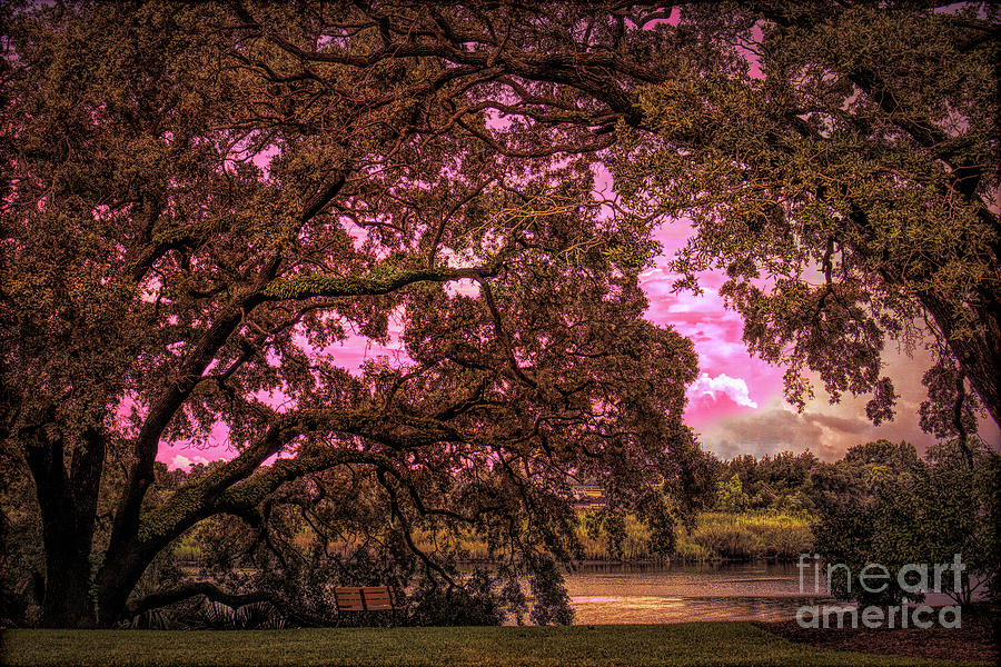 Sit A Spell Photograph By Paulette Thomas