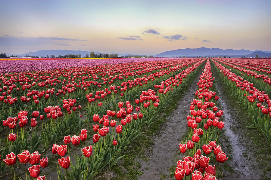 Tulip Photograph - Skagit tulips field #1 by T Q