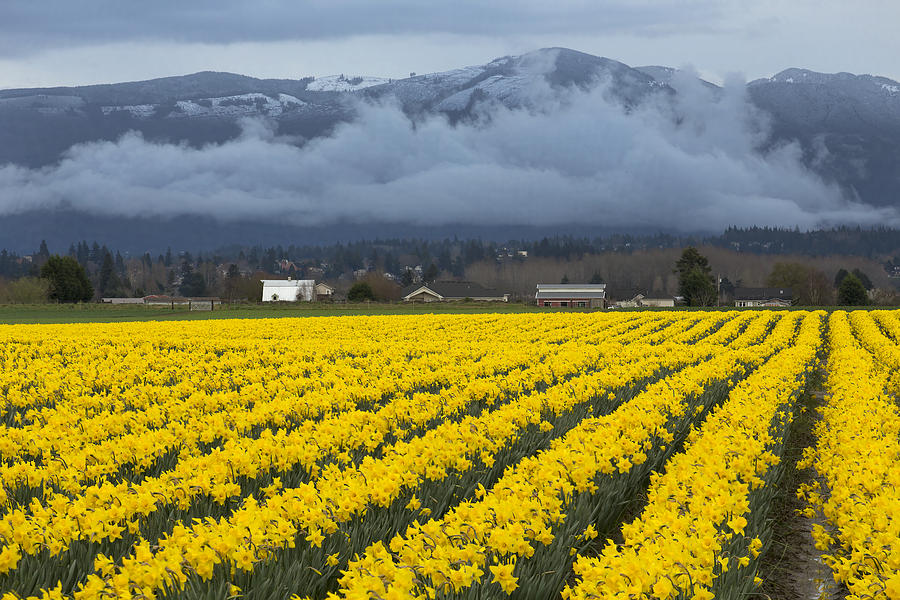 Skagit Valley Daffodils #1 Photograph by Bob Stevens