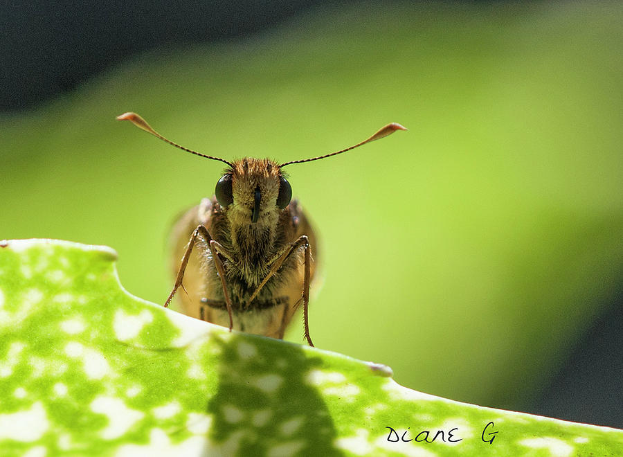 Skipper Butterfly #1 Photograph by Diane Giurco