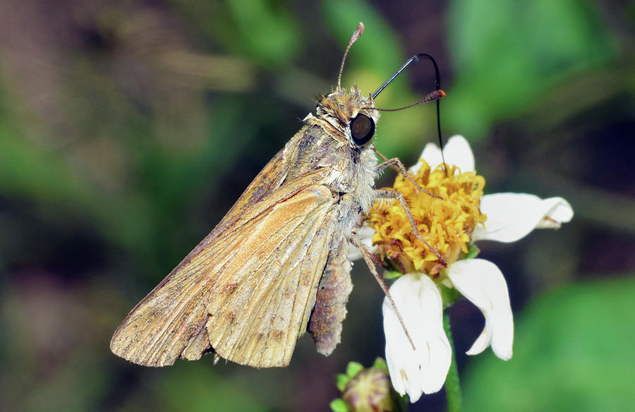 Skipper Butterfly #1 Photograph by Larah McElroy