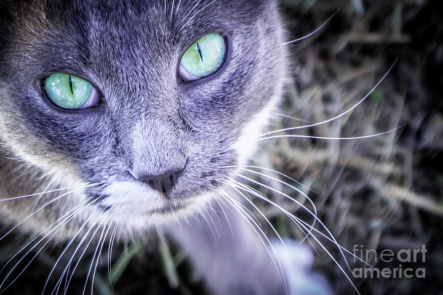 Skitty Cat #1 Photograph by Cheryl McClure