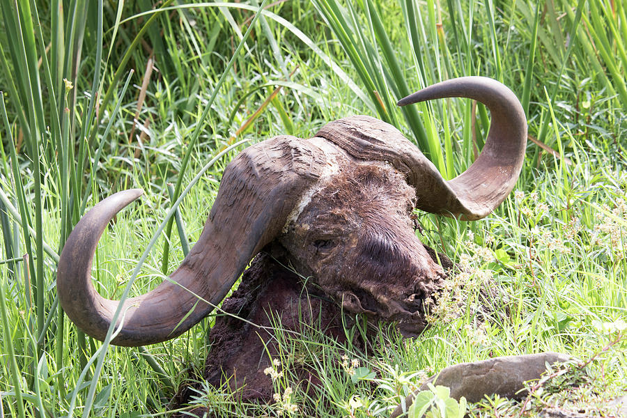 Skull of cape buffalo, Lake Manyara, Tanzania #1 Photograph by Karen Foley
