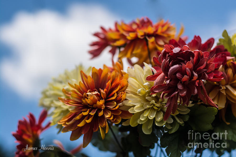 Sky Flowers #1 Photograph by Metaphor Photo