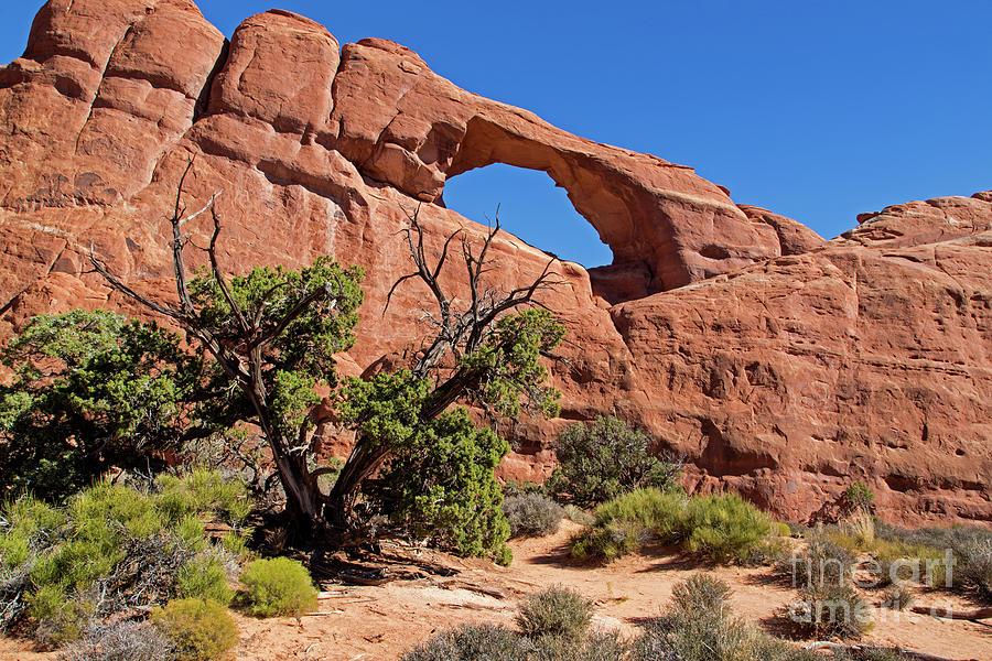 Skyline Arch #1 Photograph by Fred Stearns