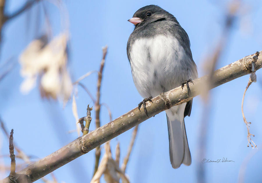 Slate-colored Junco #2 Photograph by Ed Peterson