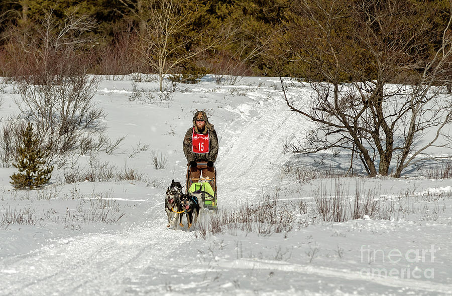 Winter Photograph - Sled Dog Races #1 by Upper Peninsula Photography