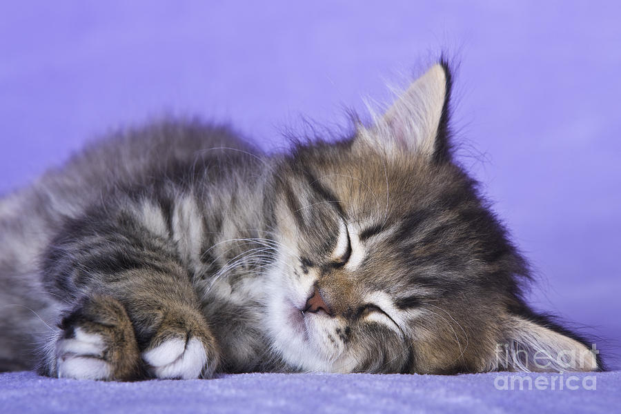 Sleeping Kitten #1 Photograph by Jean-Louis Klein & Marie-Luce Hubert