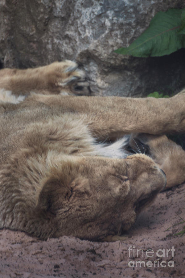 Sleeping Lion #1 Photograph by Doc Braham