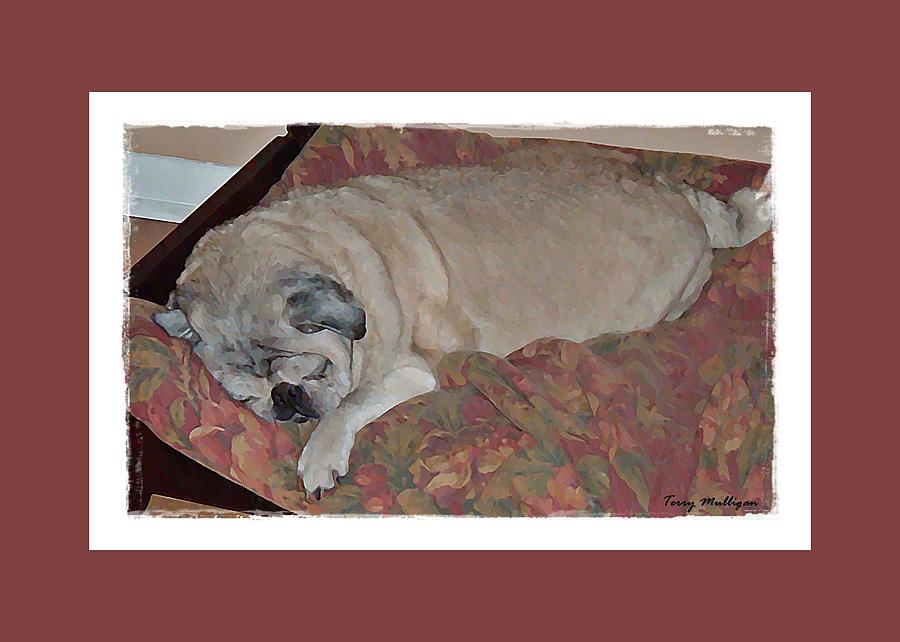 Sleeping Pug #1 Painting by Terry Mulligan