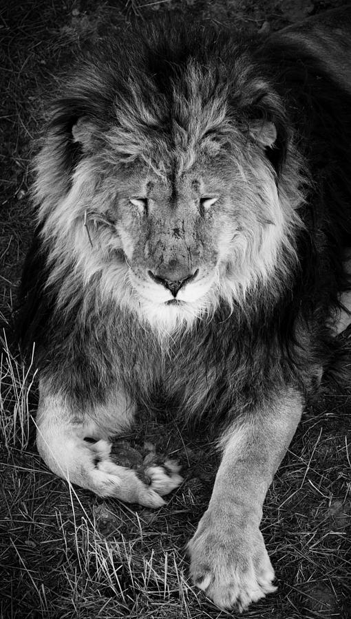 Sleepy Lion #1 Photograph by Jason Moynihan