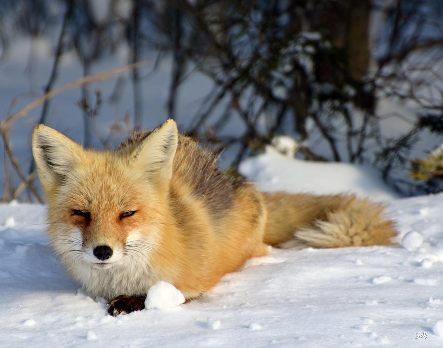 Sleepy little fox Photograph by Sami Martin