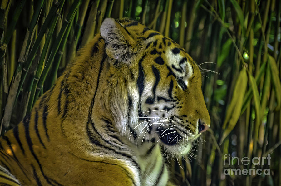 Sleepy tiger #1 Photograph by PatriZio M Busnel
