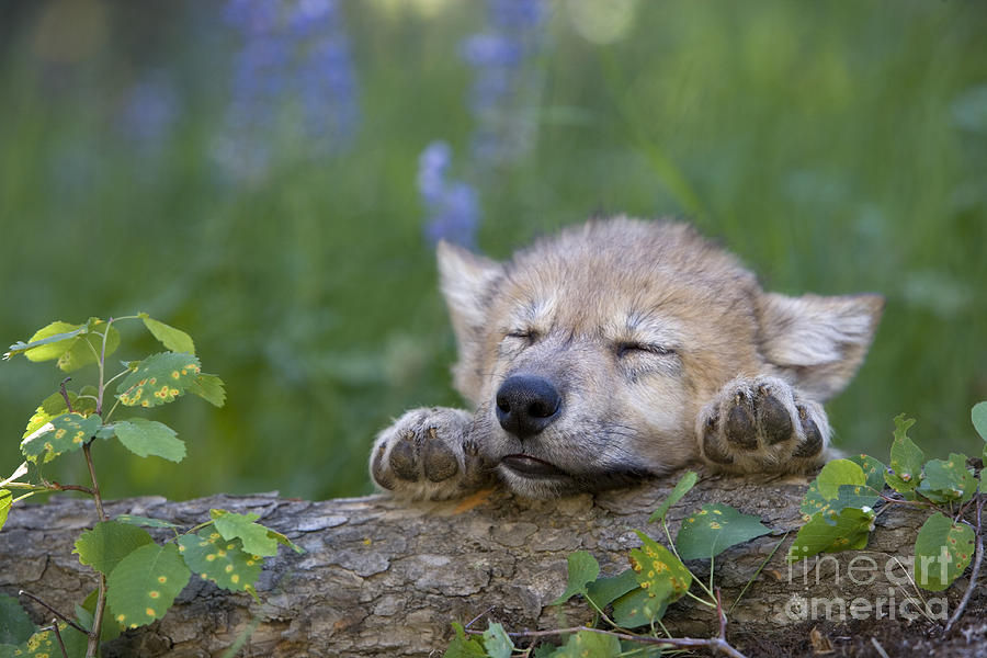 Wolves Photograph - Sleepy Wolf Cub #1 by Jean-Louis Klein & Marie-Luce Hubert