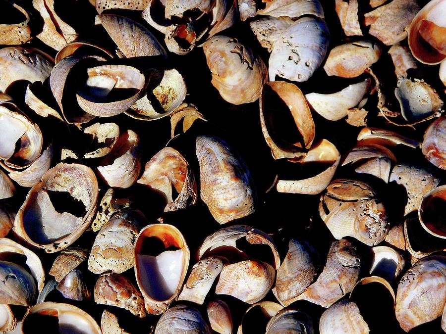Slipper Shells #1 Photograph by Margie Avellino