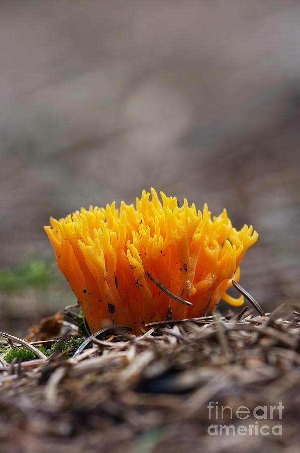 Small Coral Mushroom #1 Photograph by Michal Boubin