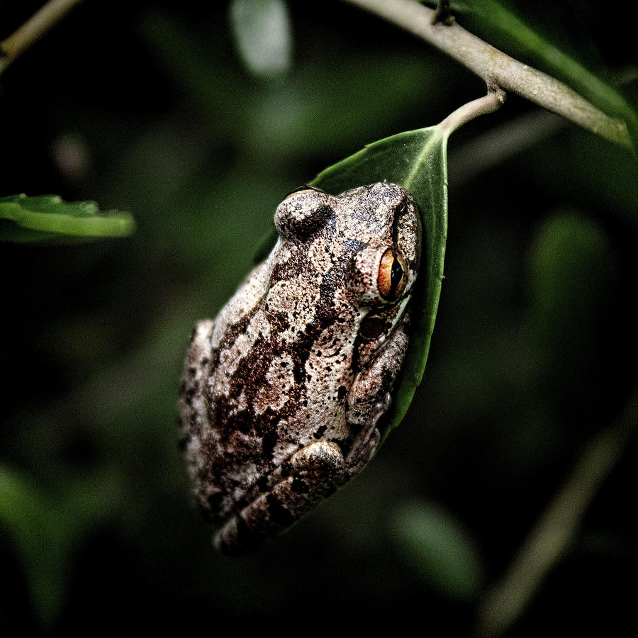 Small Frog by Andrew Chianese Small Frog by Andrew Chianese