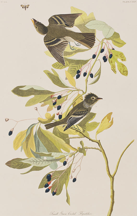 Small Green Crested Flycatcher Painting by John James Audubon