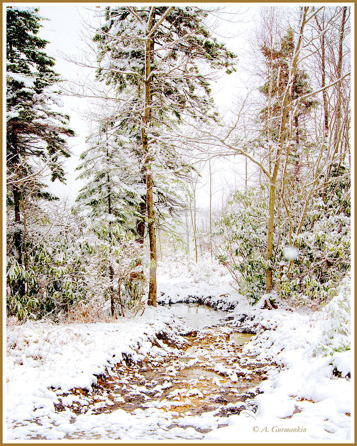 Small Mountain Stream in Winter #1 Photograph by A Macarthur Gurmankin