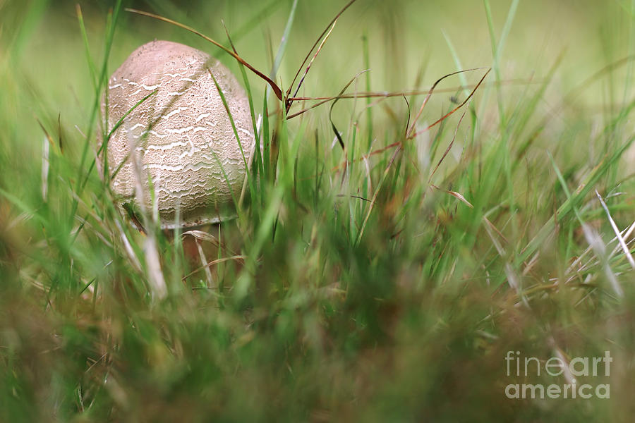 Small parasol mushroom in the grass #1 Photograph by Michal Boubin