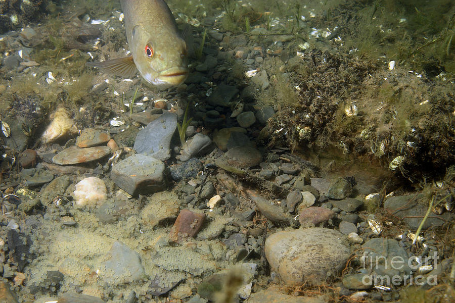 bass fish eggs