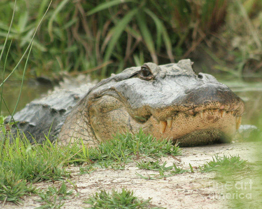 Smiles Photograph by Debbie Burkhalter - Fine Art America